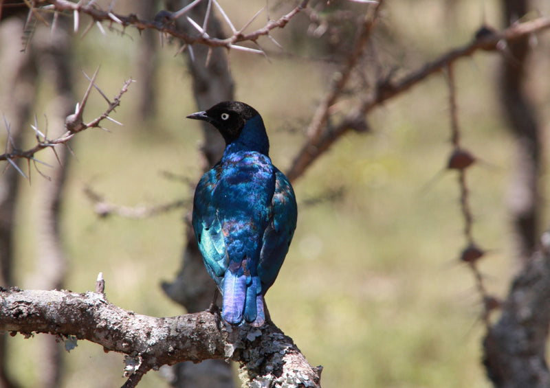 80689 Natur - Vogel