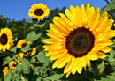 21490 Natur - Sonnenblumen-Feld