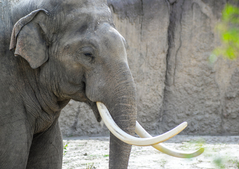 75969 Tierwelt - Elefant