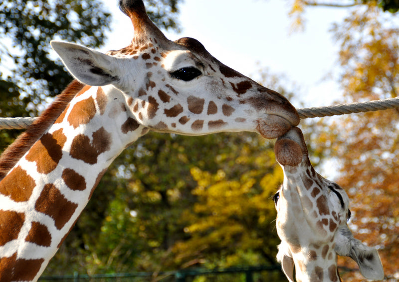 78535 Natur - Giraffen