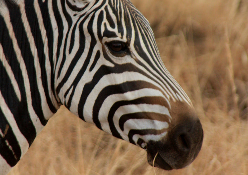 78392 Natur - Zebra