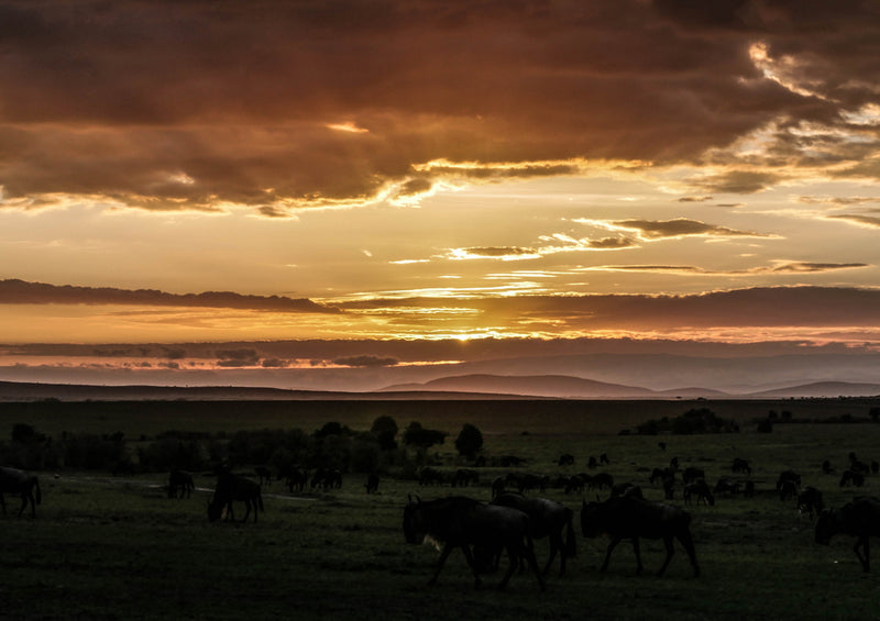 84390 Natur - Gnu