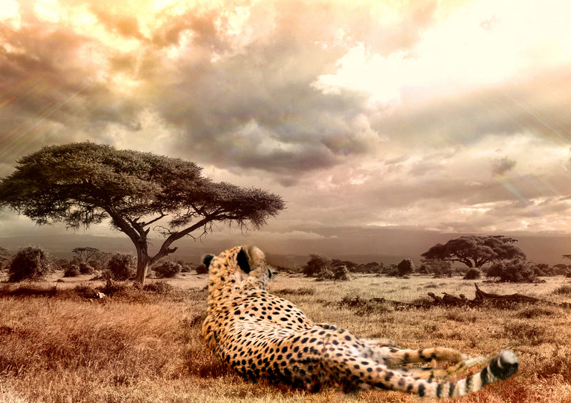 80486 Natur - Gepard