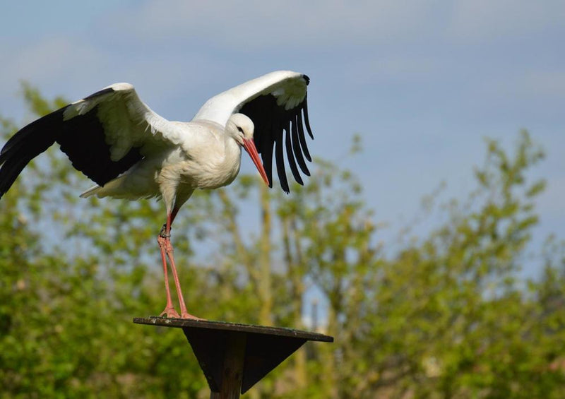 30874 Tierwelt - Storch