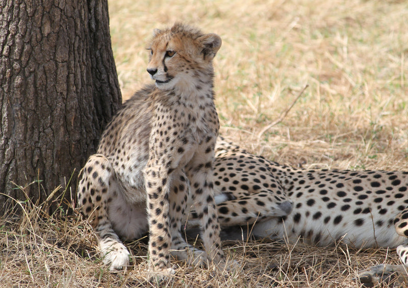 78427 Natur - Gepard