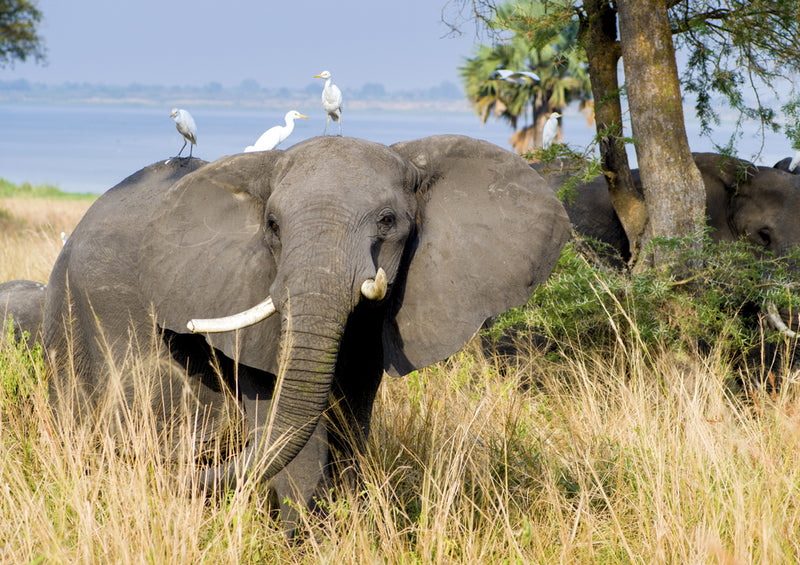 85615 Natur - Elefant