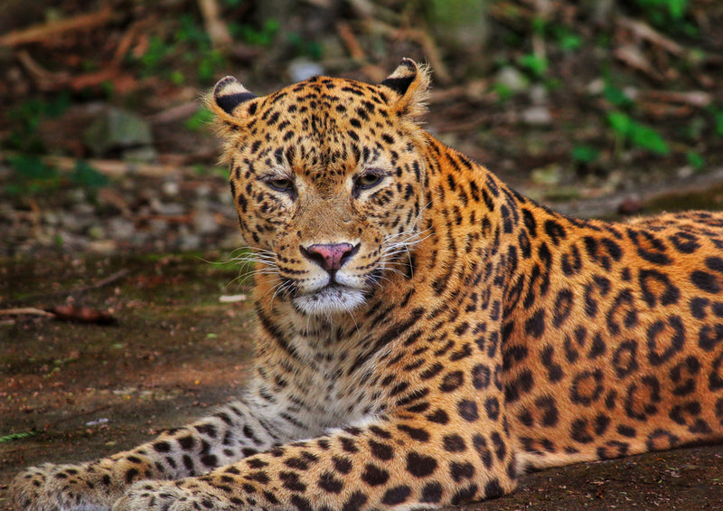 70569 Tierwelt - Leopard