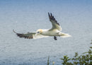 40237 Tierwelt - Gannet