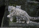 70630 Tierwelt - Schnee-Leopard