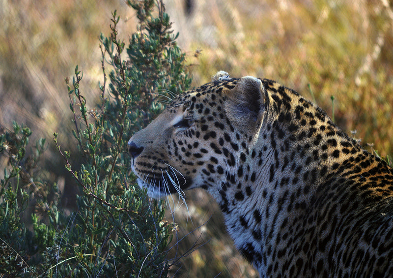 73449 Tierwelt - Leopard