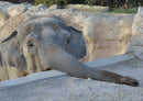 85301 Natur - Elefant