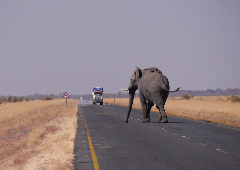 84976 Tierwelt - Elefant