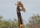 77896 Tierwelt - Giraffe