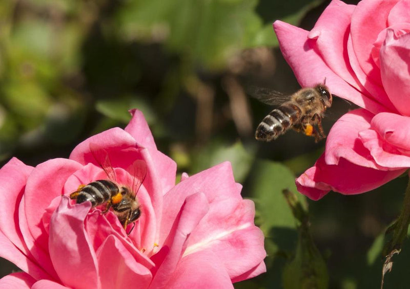 18658 Tierwelt - Biene auf Blüte