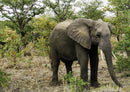 85612 Natur - Elefant