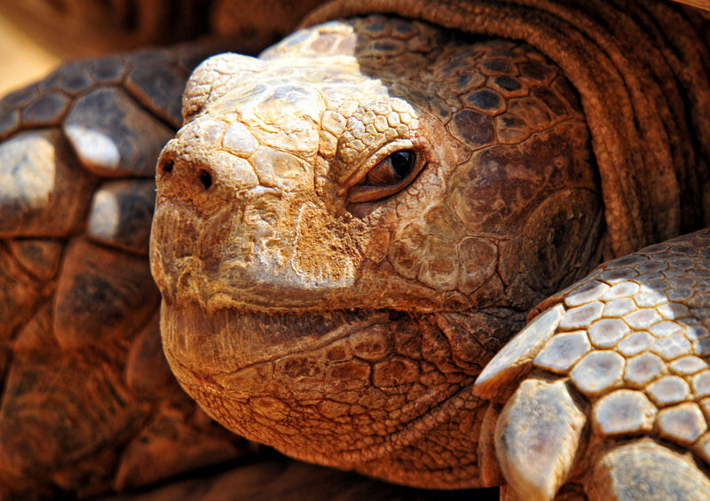 70787 Tierwelt - Schildkröte