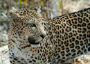 77715 Natur - Leopard