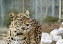 70598 Tierwelt - Leopard