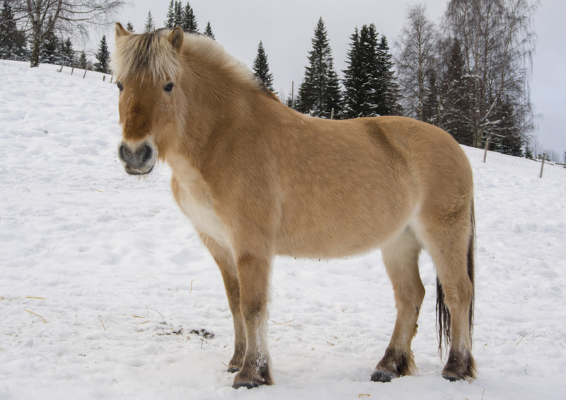 74536 Tierwelt - Fjordpferd
