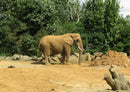 87315 Tierwelt - Elefant