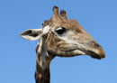 78330 Natur - Giraffe