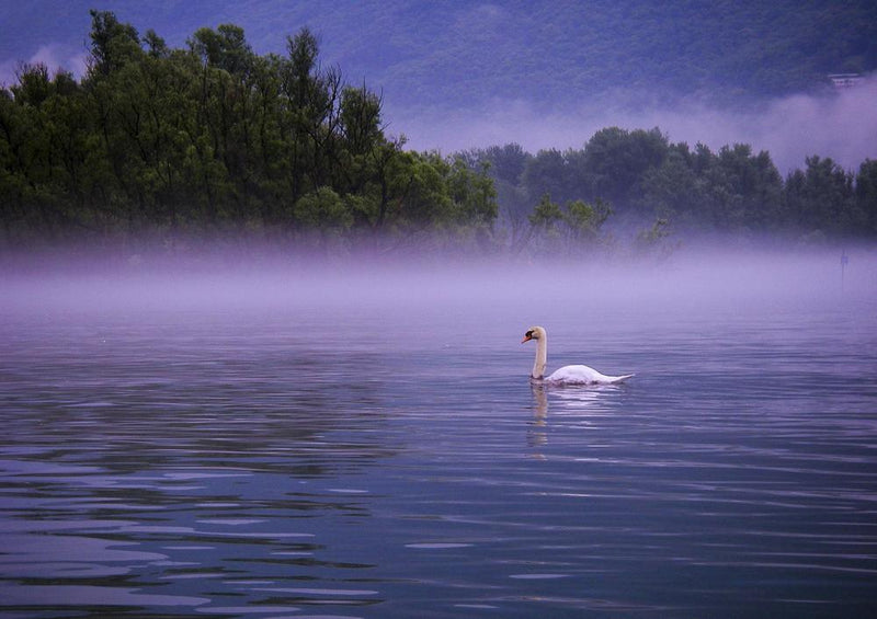 18872 Tierwelt - Schwan