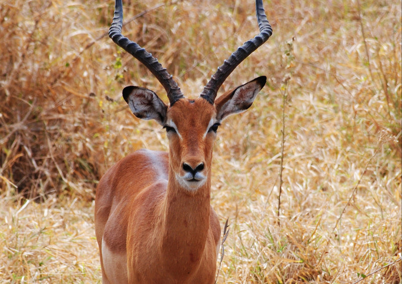 80918 Natur - Antilope