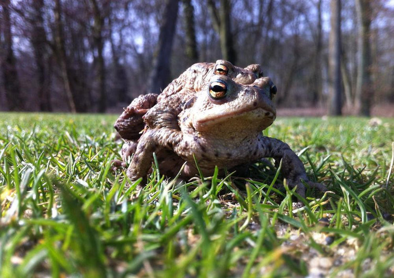 17246 Natur - Kröten-Familie