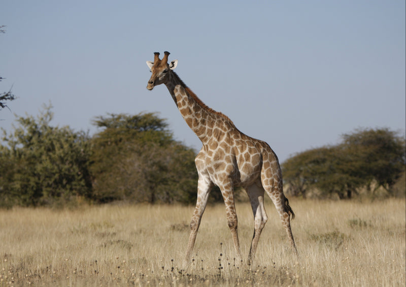 77364 Natur - Giraffe