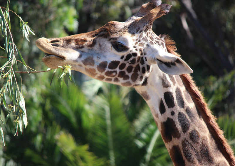 78567 Natur - Giraffe