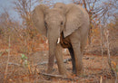 18289 Natur - Elefant