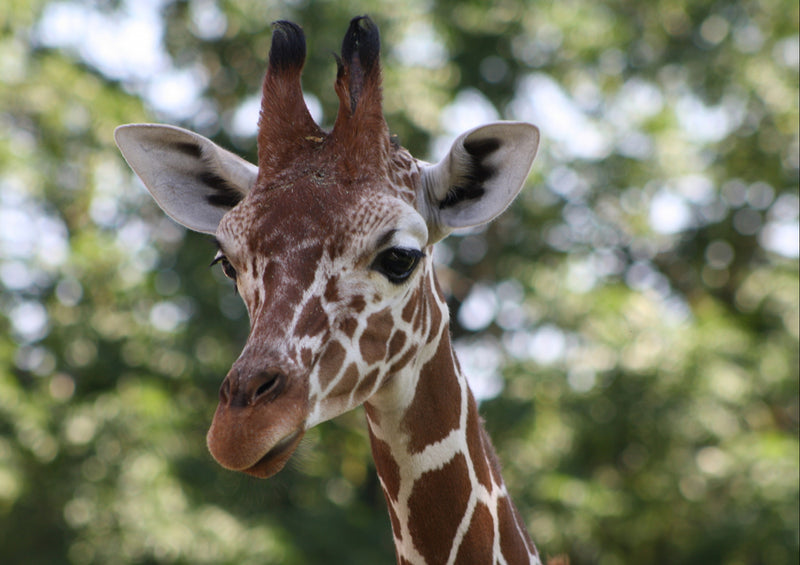 78687 Natur - Giraffe