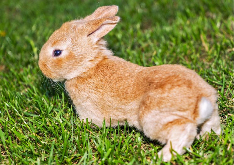 18806 Tierwelt - Kaninchen