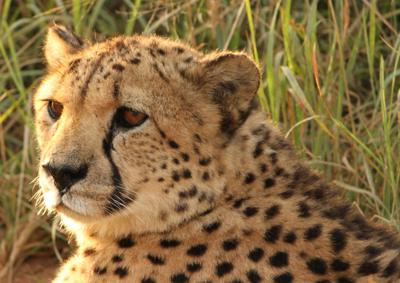 76786 Natur - Gepard