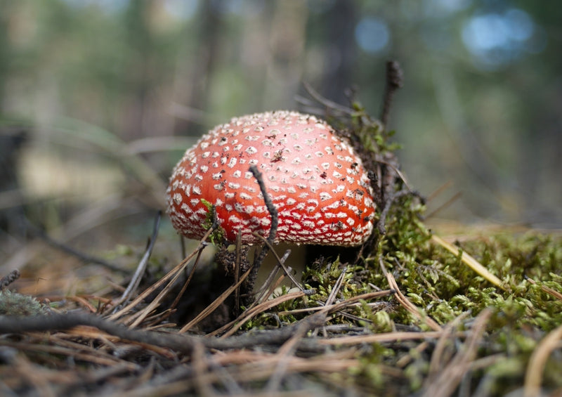 39262 Natur - Fliegen-Pilz