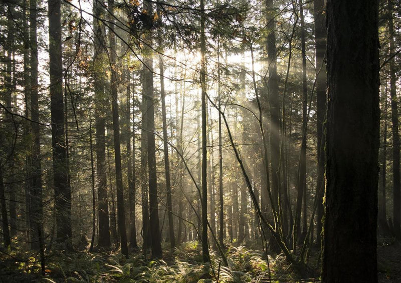 24237 Natur - Sonne im Wald