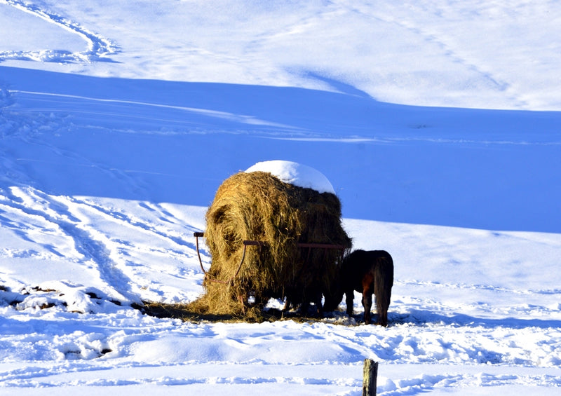 37320 Natur - Winter