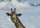 78015 Natur - Giraffe