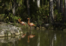 18982 Tierwelt - Flamingos
