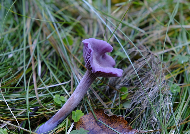 39184 Natur - Pilz