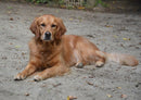 36064 Tierwelt - Golden retriever