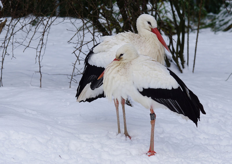 37816 Tierwelt - Vogel