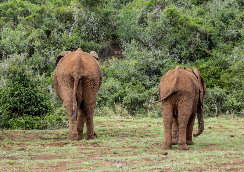 86815 Tierwelt - Elefant