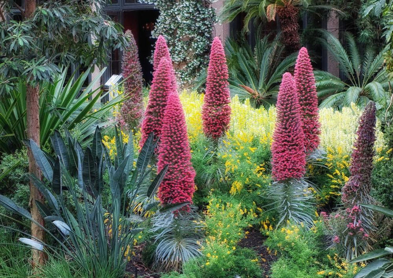 18603 Natur - Blüten-Garten