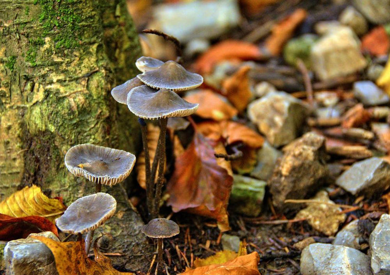 18018 Natur - Stein-Pilze