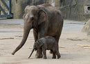 85613 Natur - Elefant