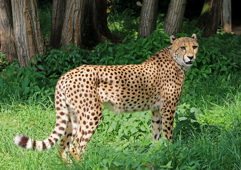 80355 Natur - Gepard