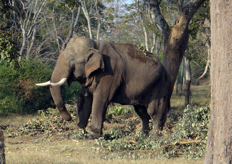 85858 Tierwelt - Elefant