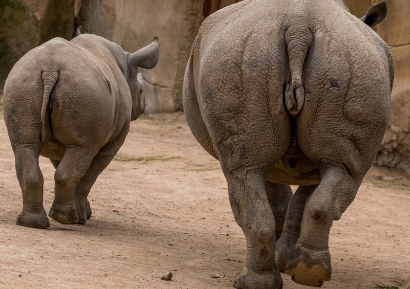 76387 Tierwelt - Nashorn