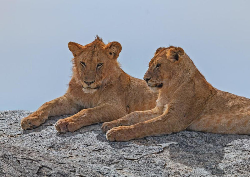 18751 Tierwelt - Zwei Löwen